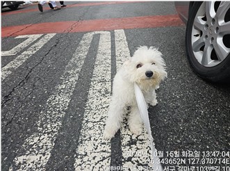 대전동물보호센터_430366202400562